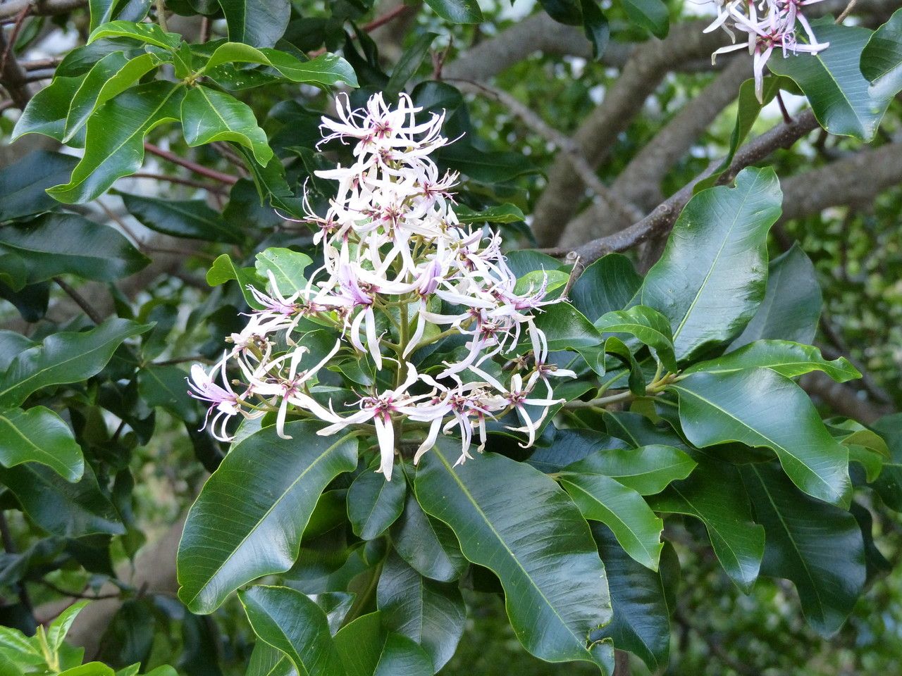 Calodendrum capense flower