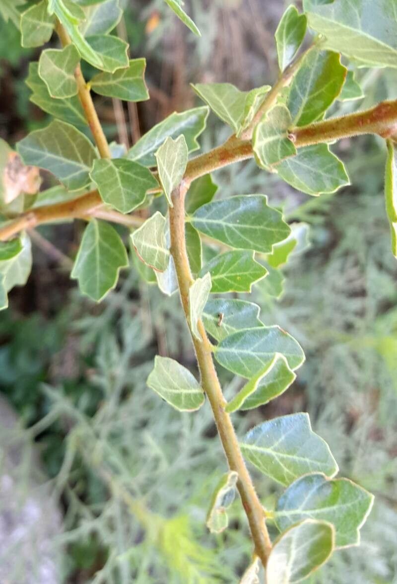 Schinus bumelioides — related species from the same genus