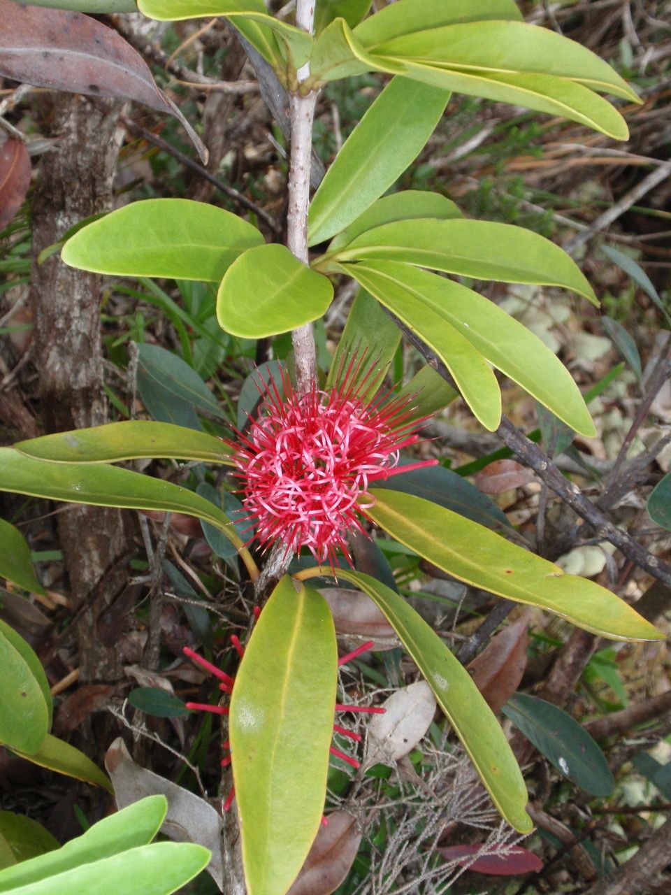Amyema scandens flower
