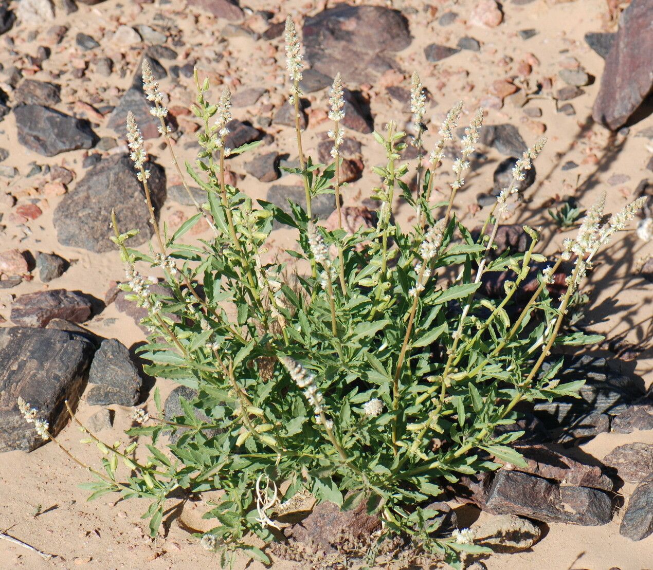 Reseda villosa — search result for 'Reseda'