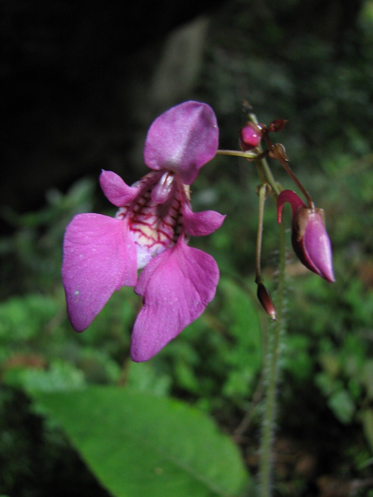 Impatiens palpebrata flower