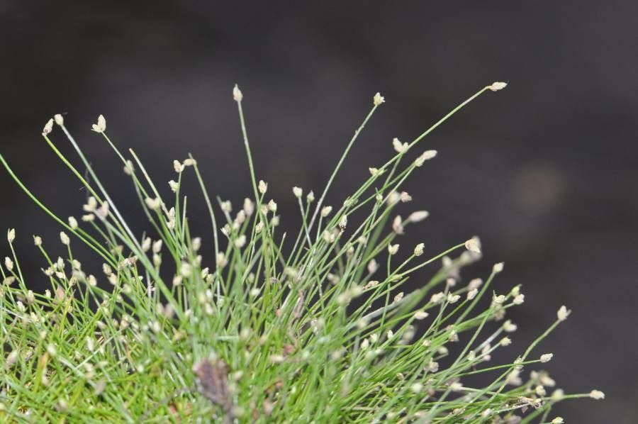 Isolepis cernua flower