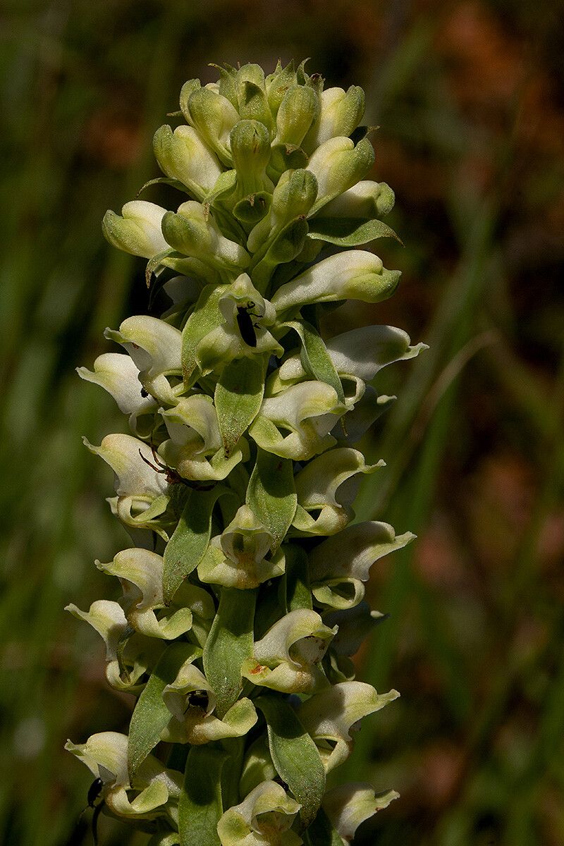Satyrium amblyosaccos flower