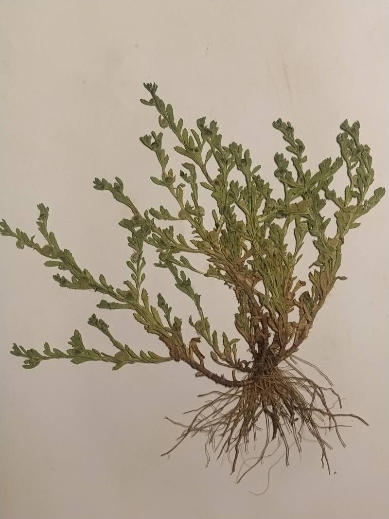 Centipeda cunninghamii — related species from the same genus