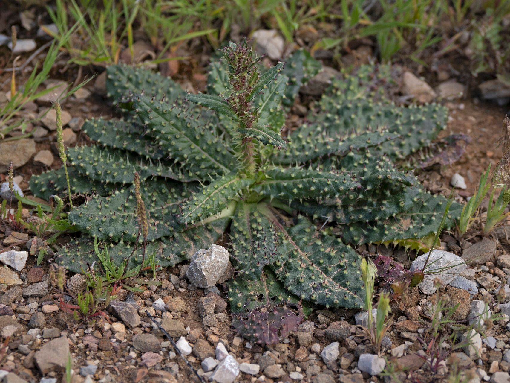 Helminthotheca comosa — related species from the same genus