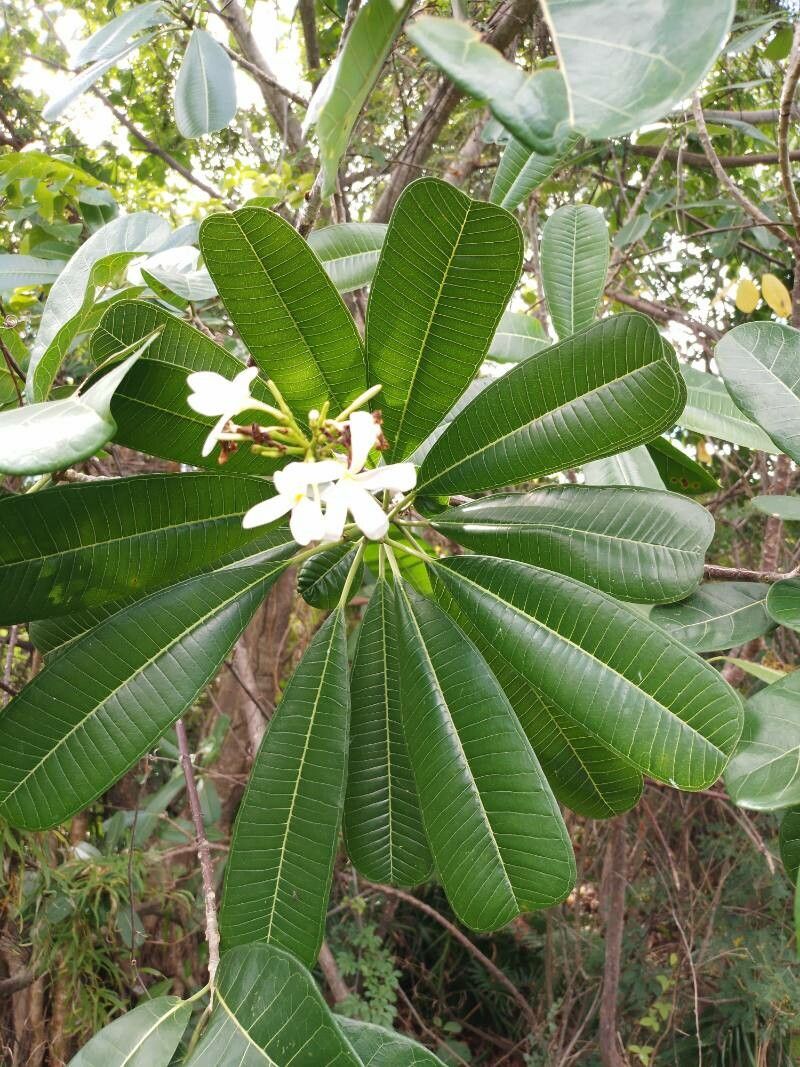 Plumeria magna