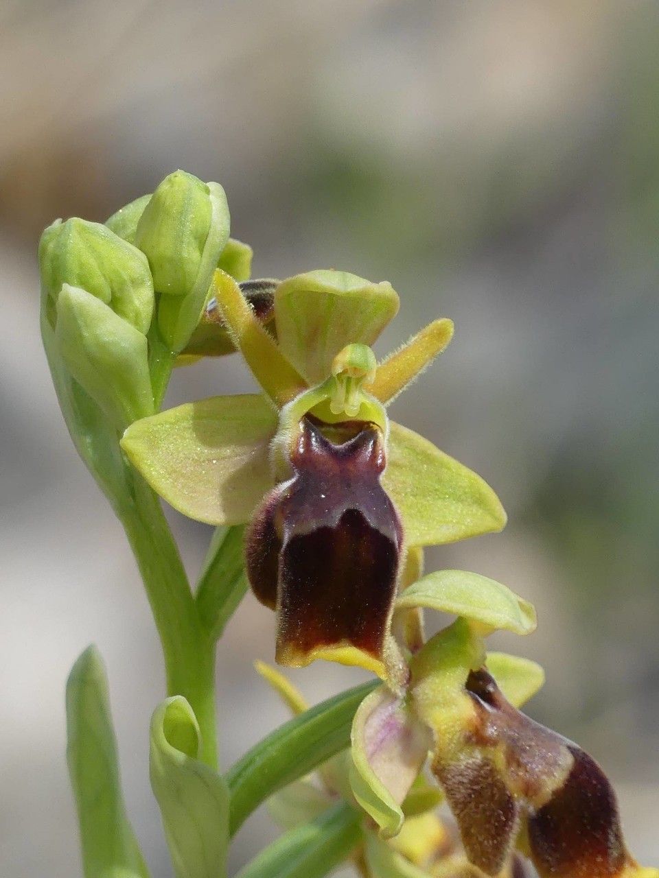 Ophrys x pseudospeculum — search result for 'Ophrys'