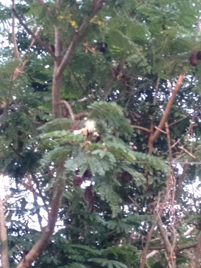 Serianthes myriadenia — houseplant care guide