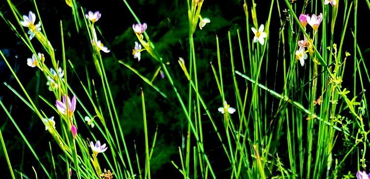 Olsynium scirpoideum — related species from the same genus