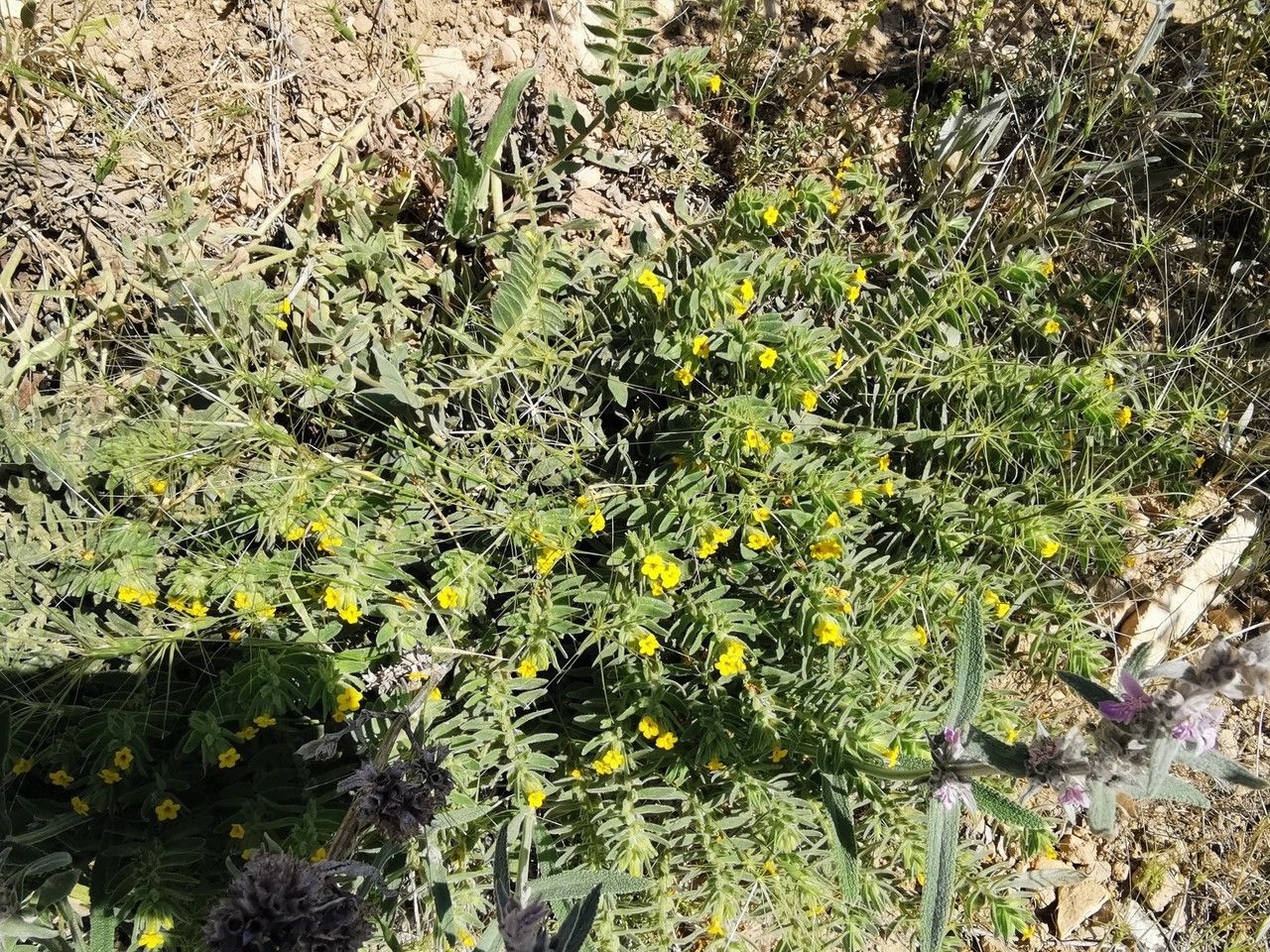 Alkanna orientalis habit