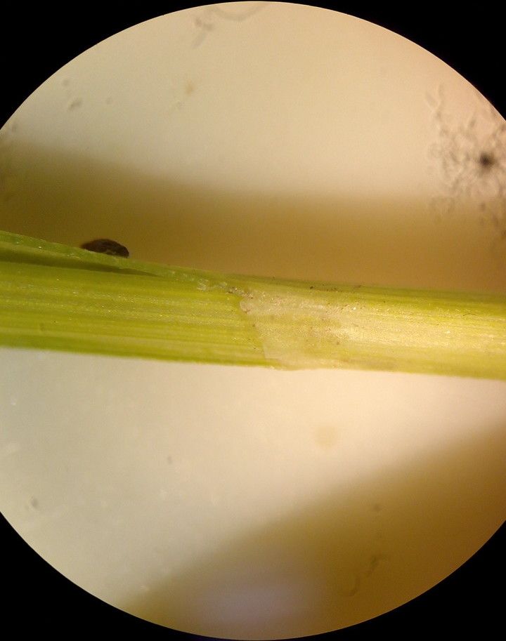 Carex liparocarpos bark