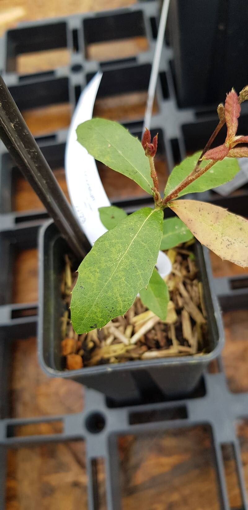 Quercus sartorii — houseplant care guide