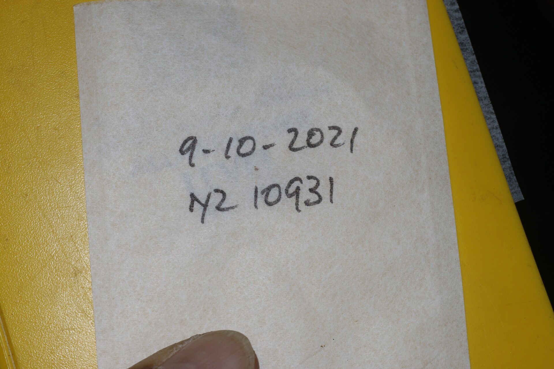 Ocotea atlantica other