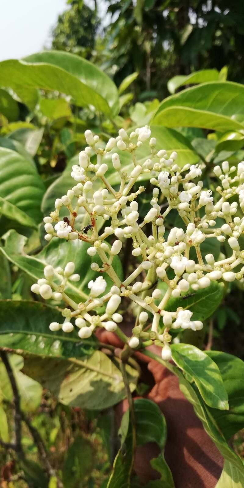 Psychotria venosa flower