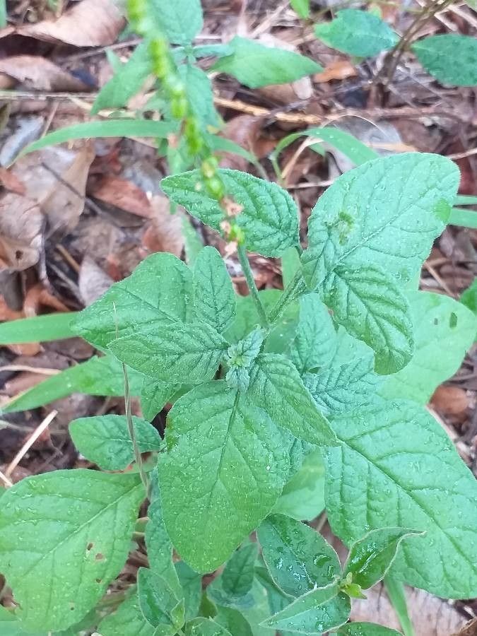 Heliotropium angiospermum