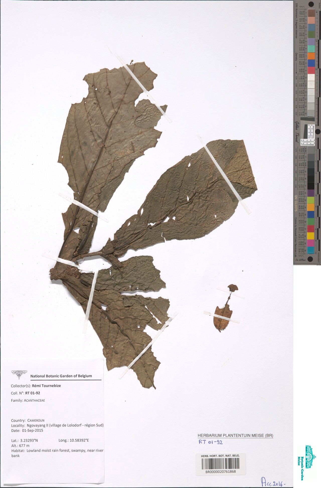 Justicia gigantophylla — houseplant care guide