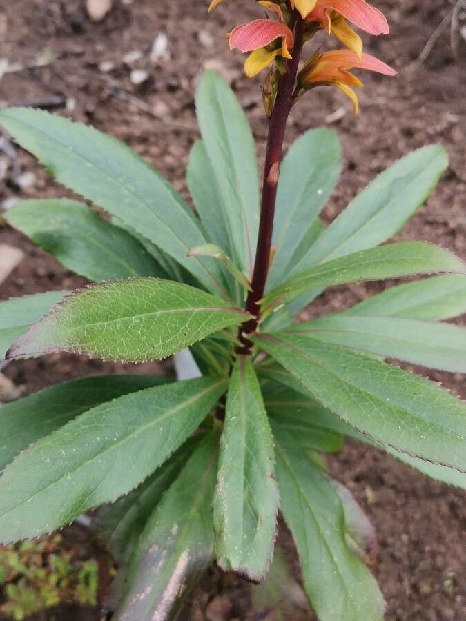 Digitalis canariensis