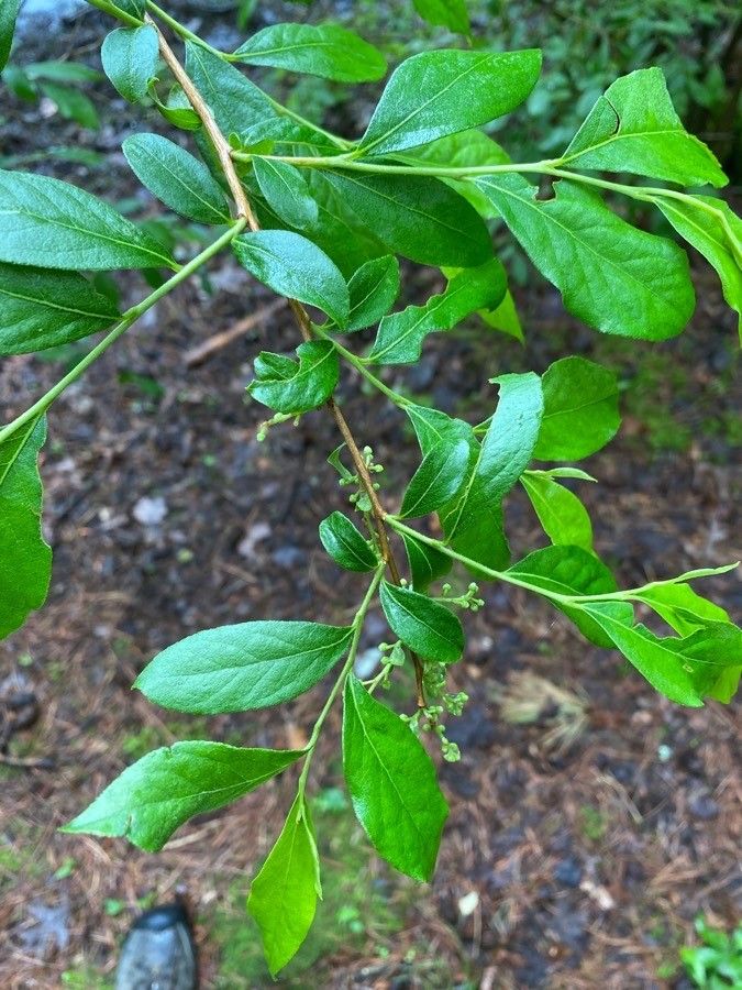 Lyonia ligustrina — search result for 'Ericaceae'