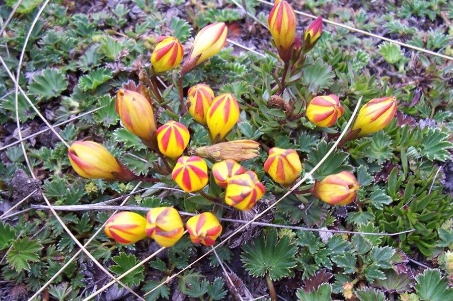 Gentianella hirculus flower