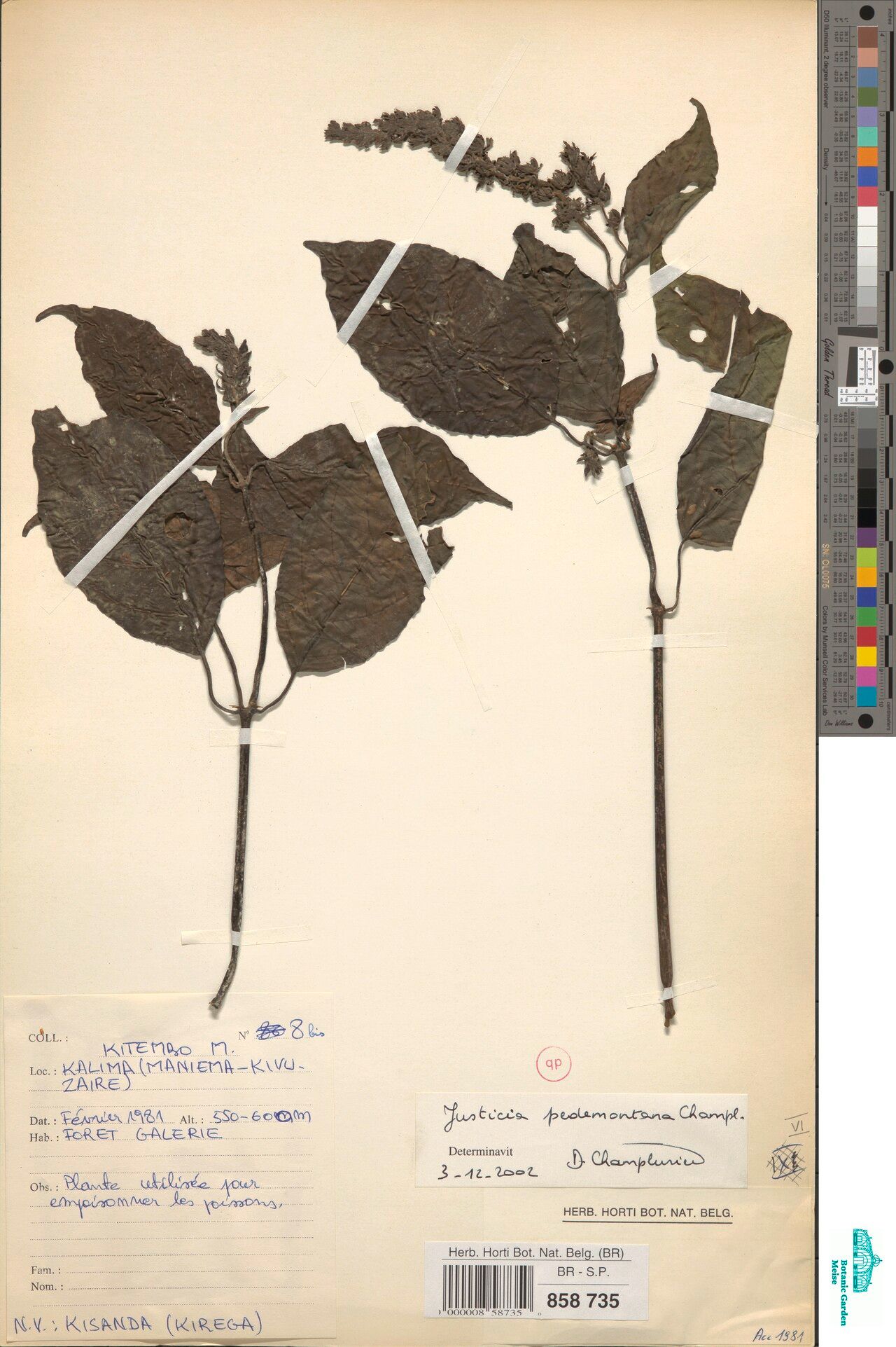 Justicia pedemontana — search result for 'Justicia'