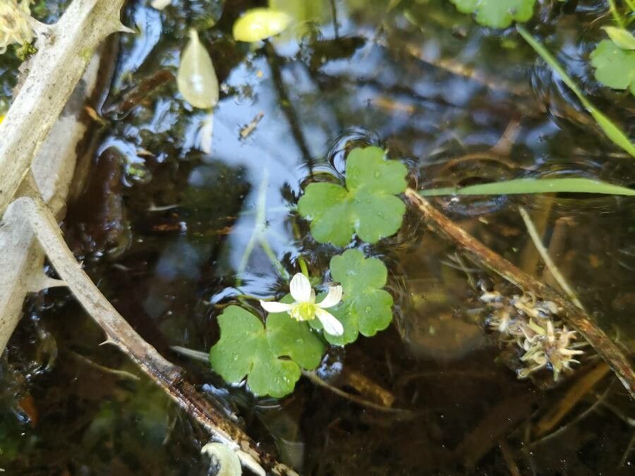 Ranunculus omiophyllus leaf