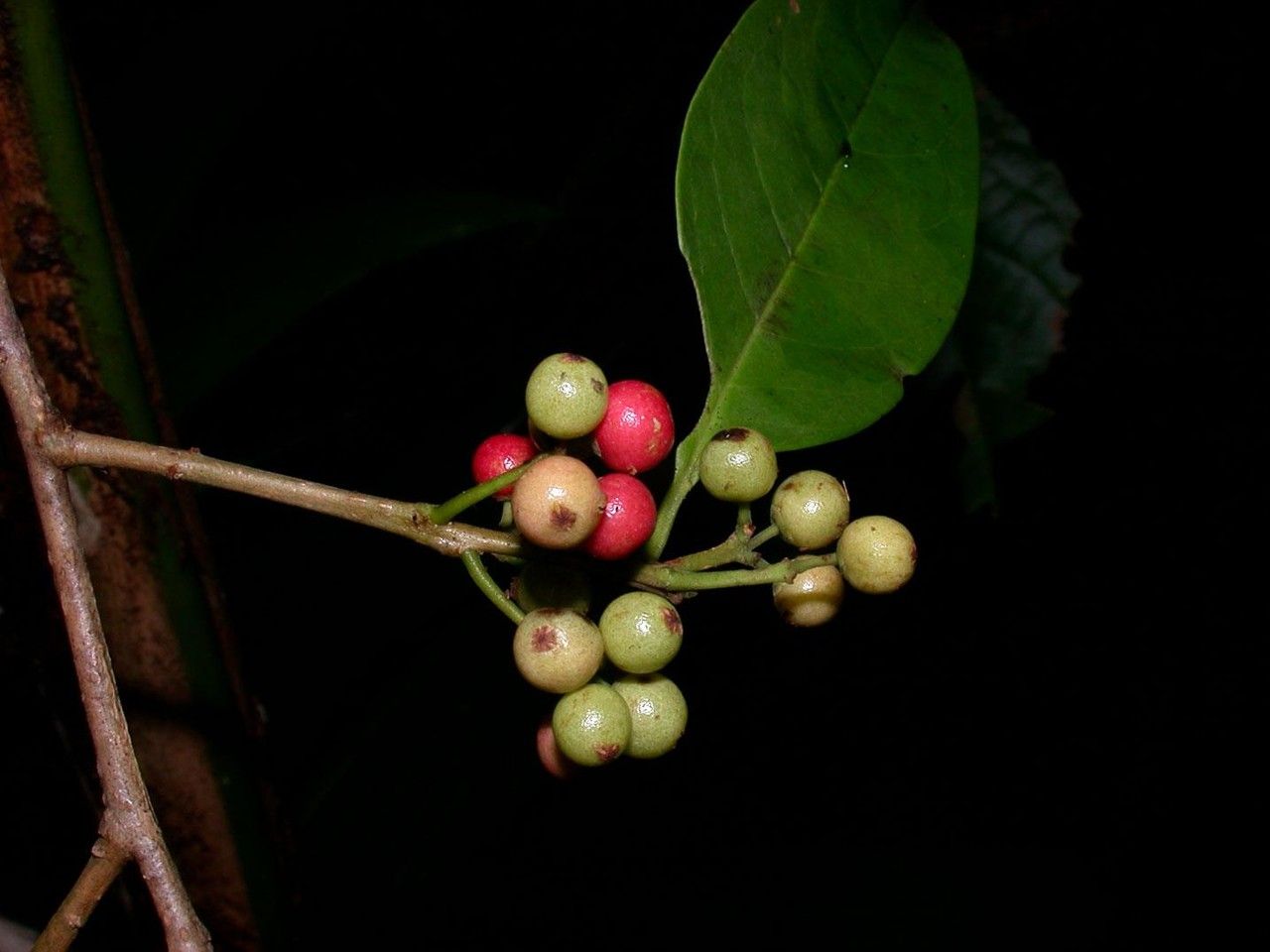 Ilex ramonensis fruit
