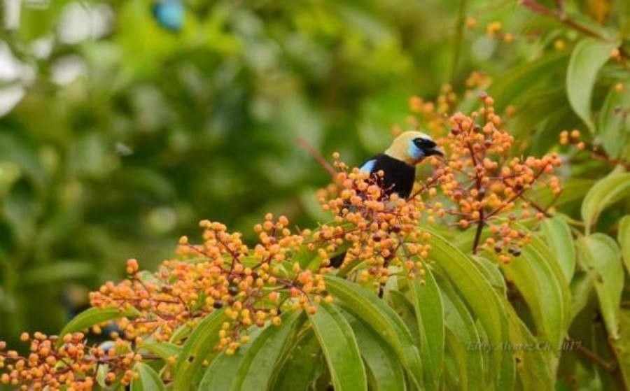Miconia longifolia fruit