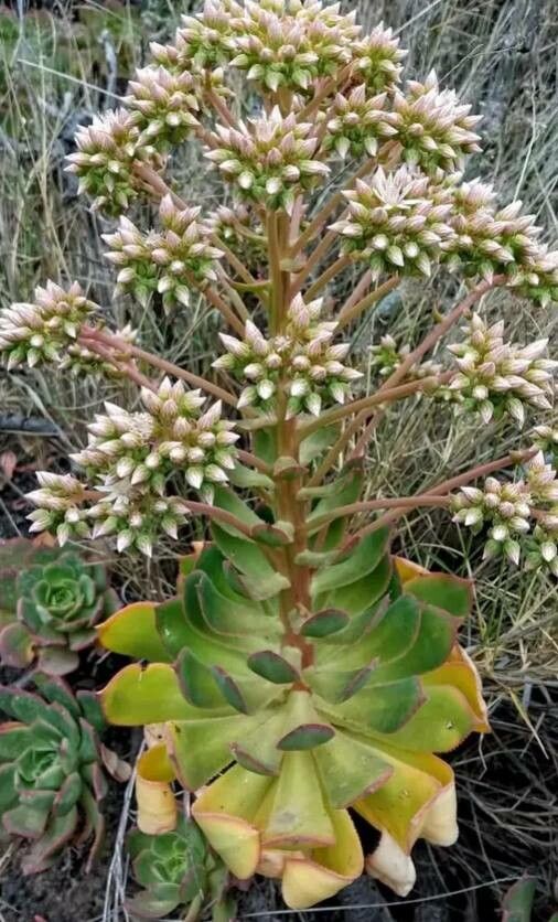 Aeonium urbicum flower