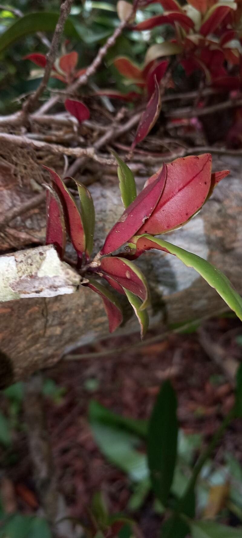 Codonanthopsis calcarata — related species from the same genus
