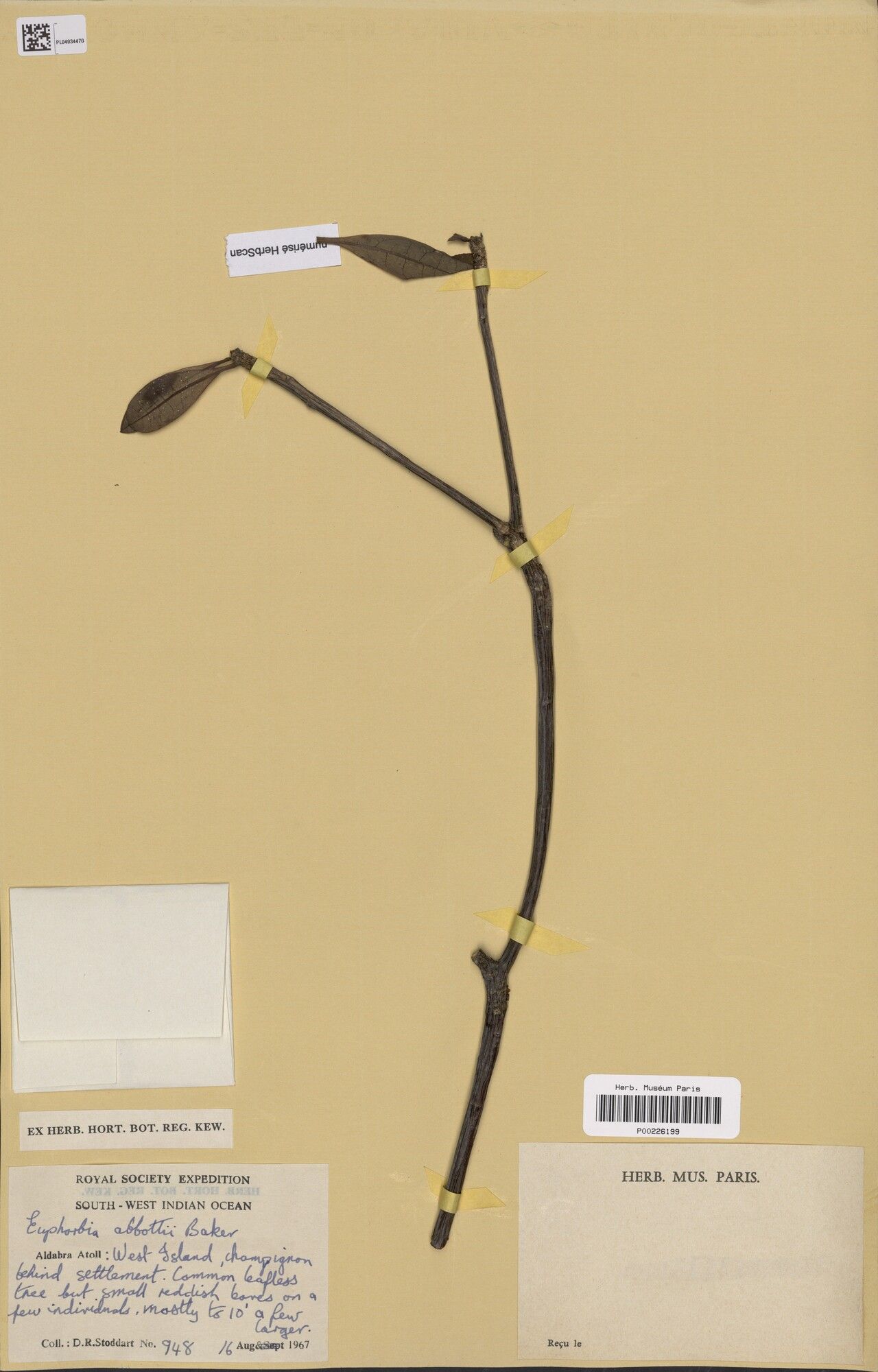 Euphorbia betacea — houseplant care guide