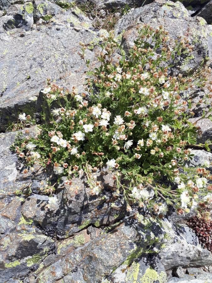Potentilla crassinervia flower