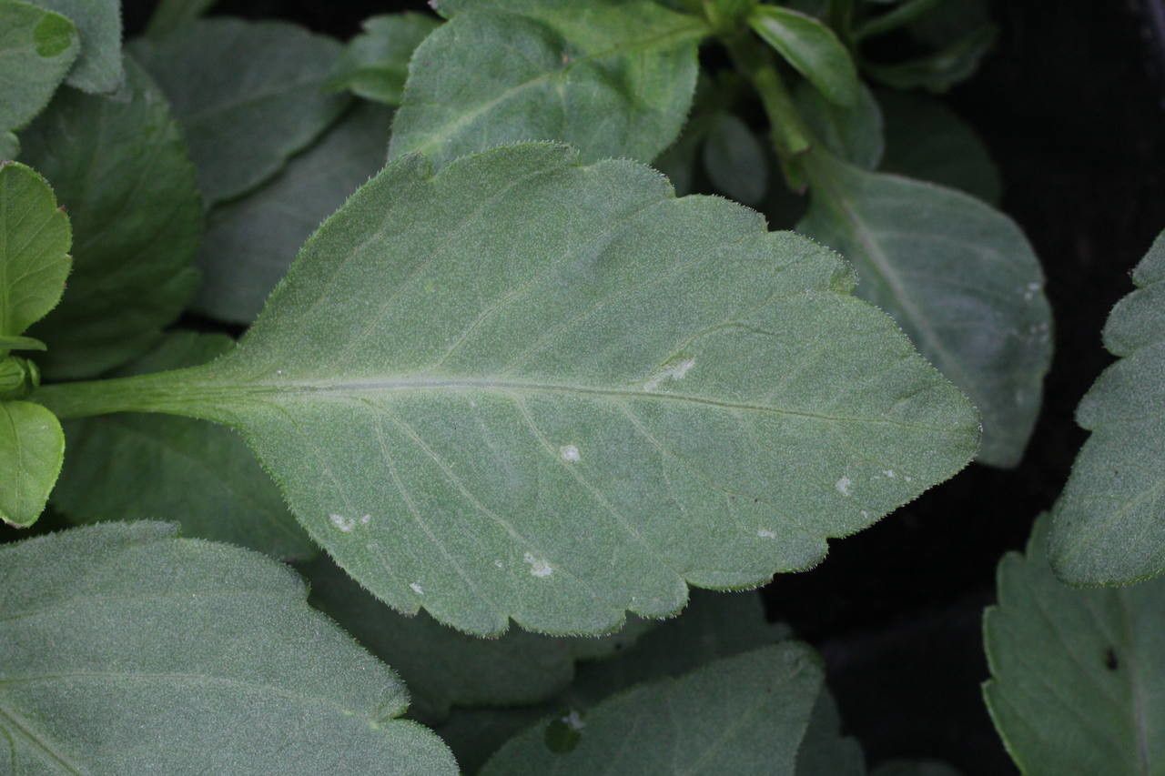 Dahlia spp. leaf