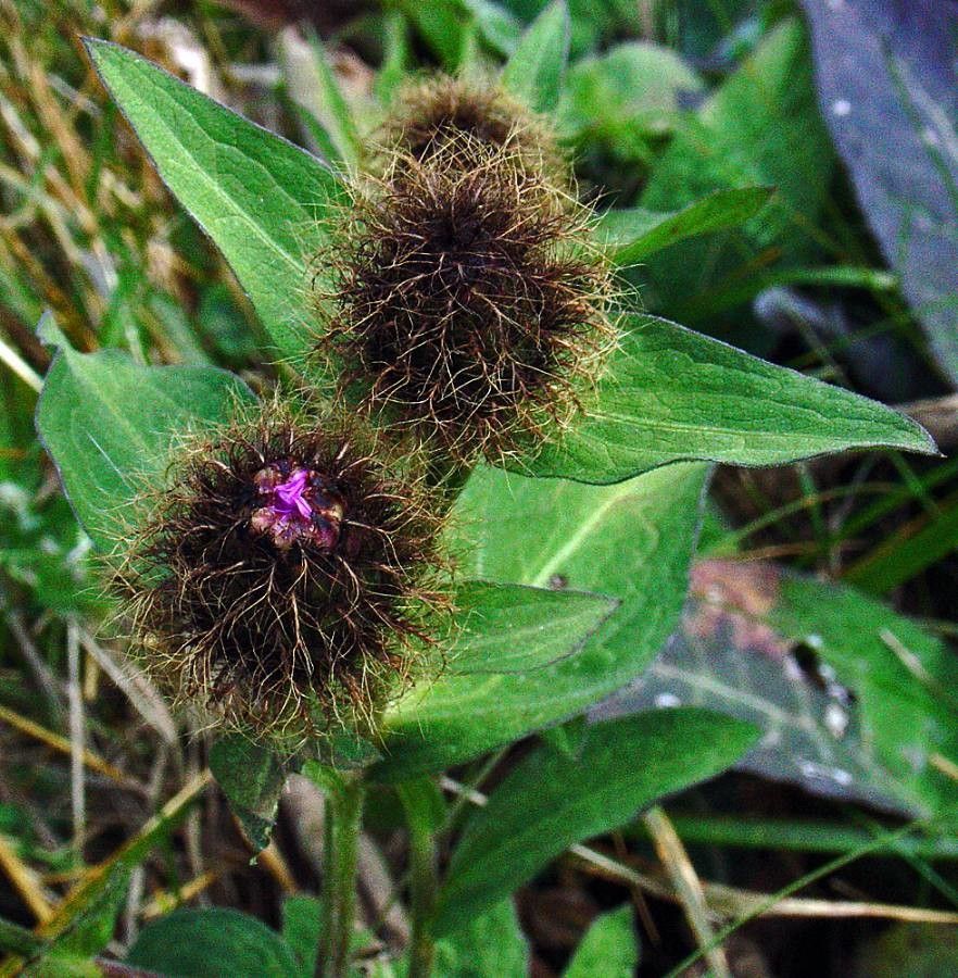 Centaurea phrygia flower