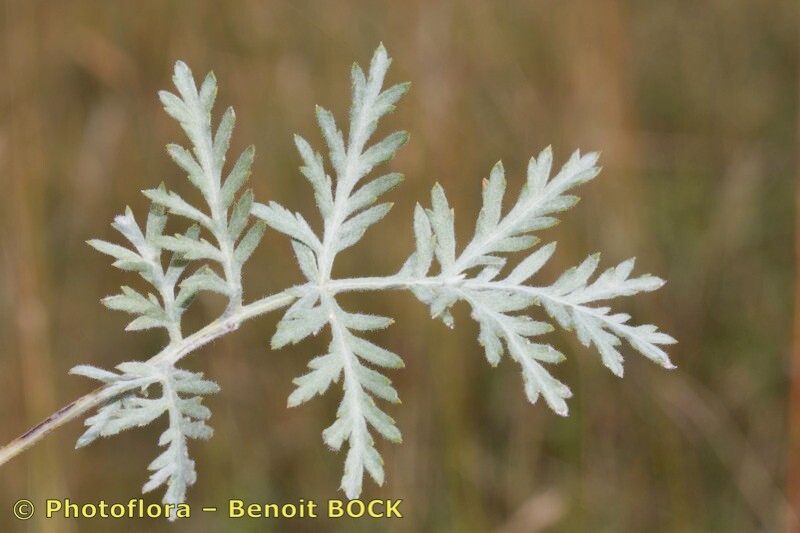 Artemisia armeniaca flower