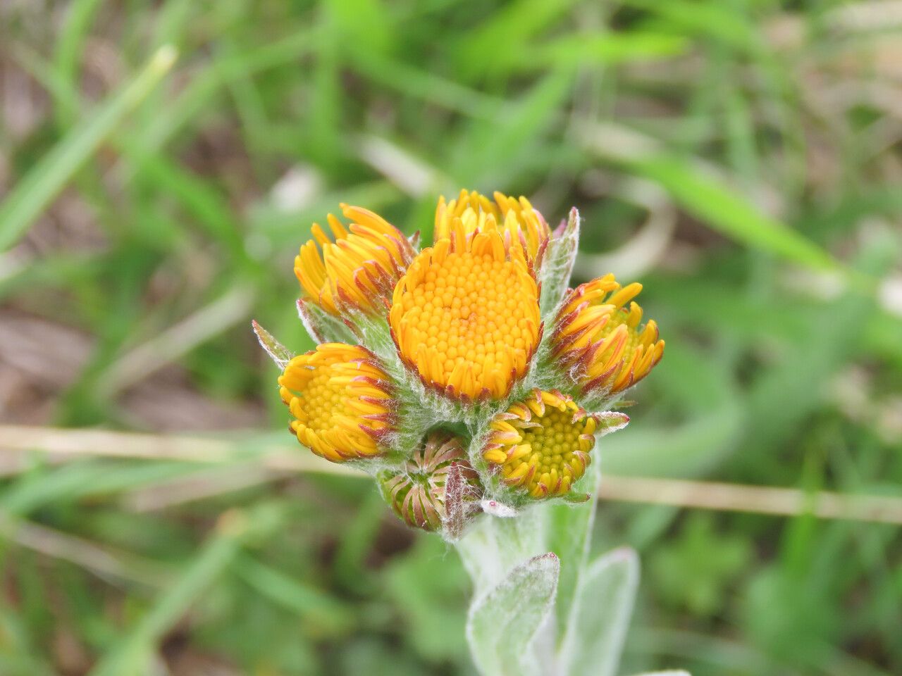 Tephroseris integrifolia flower