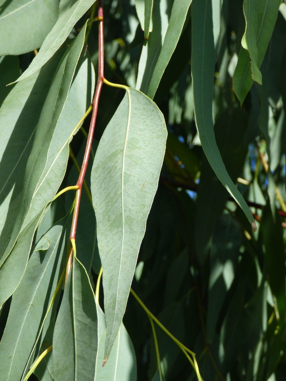 Eucalyptus tereticornis leaf