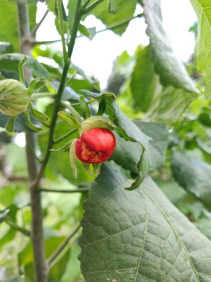 Malvaviscus penduliflorus fruit
