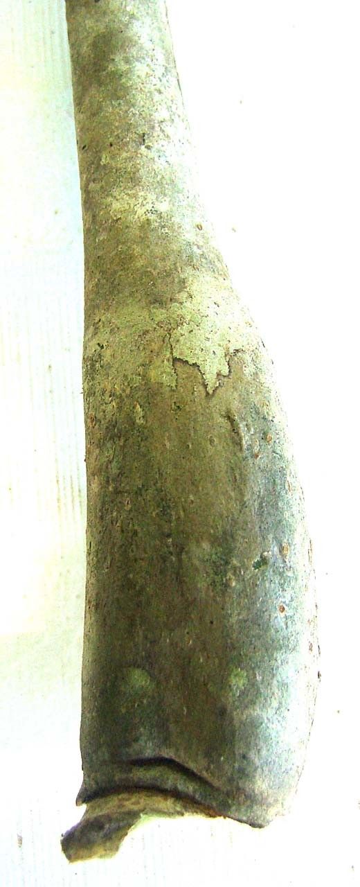 Meryta sonchifolia bark