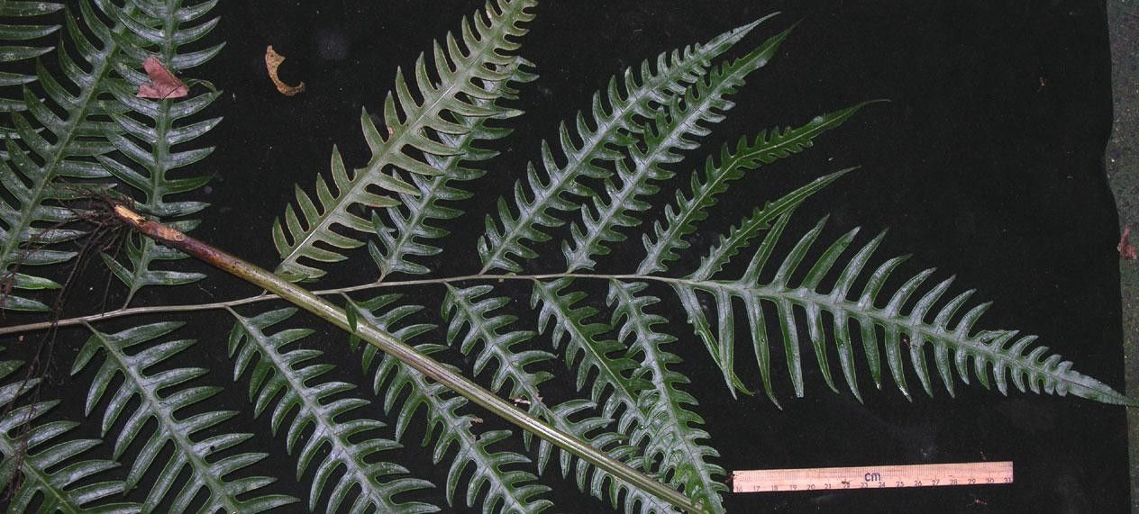Pteris altissima leaf