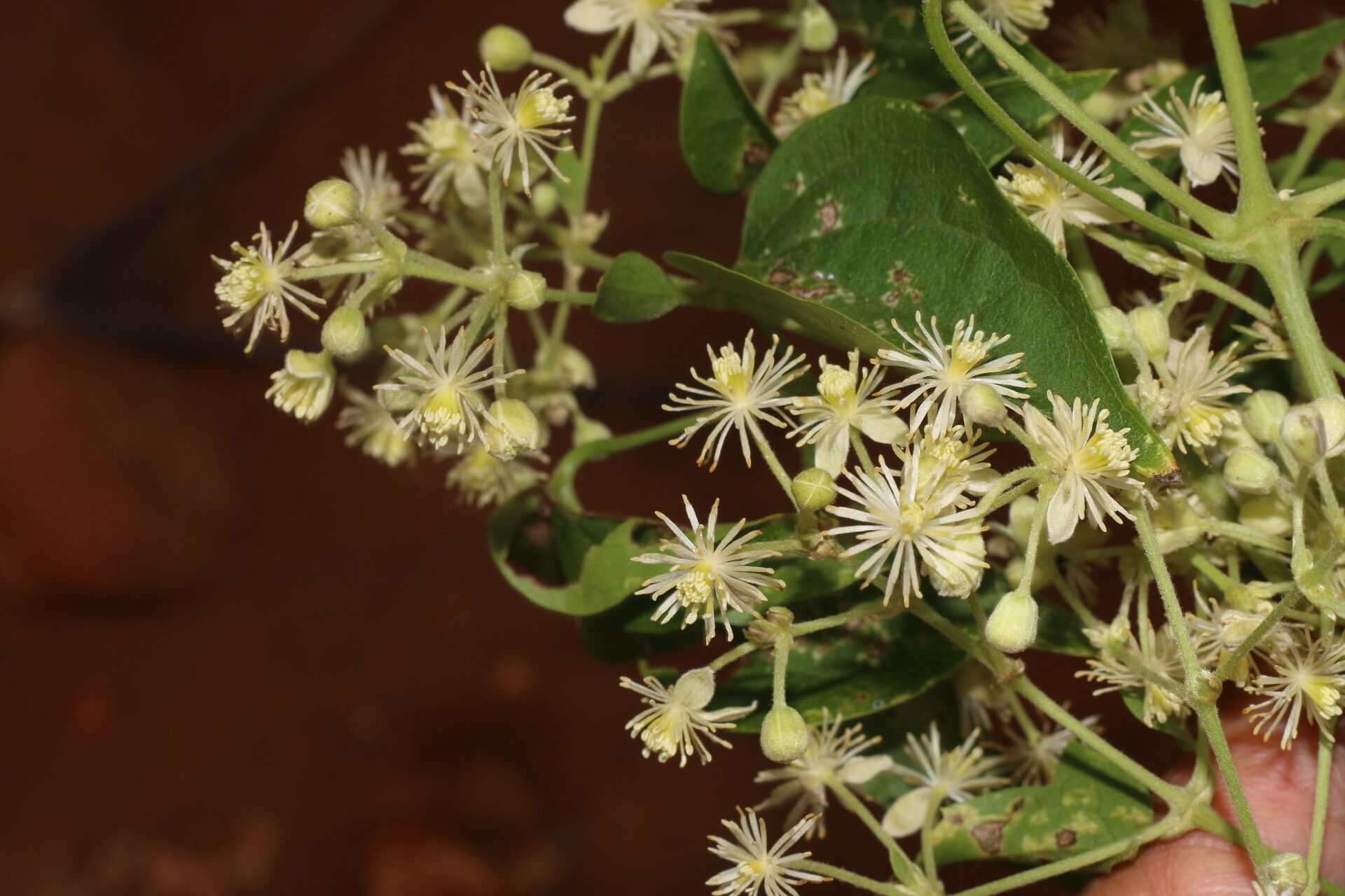 Clematis acapulcensis fruit
