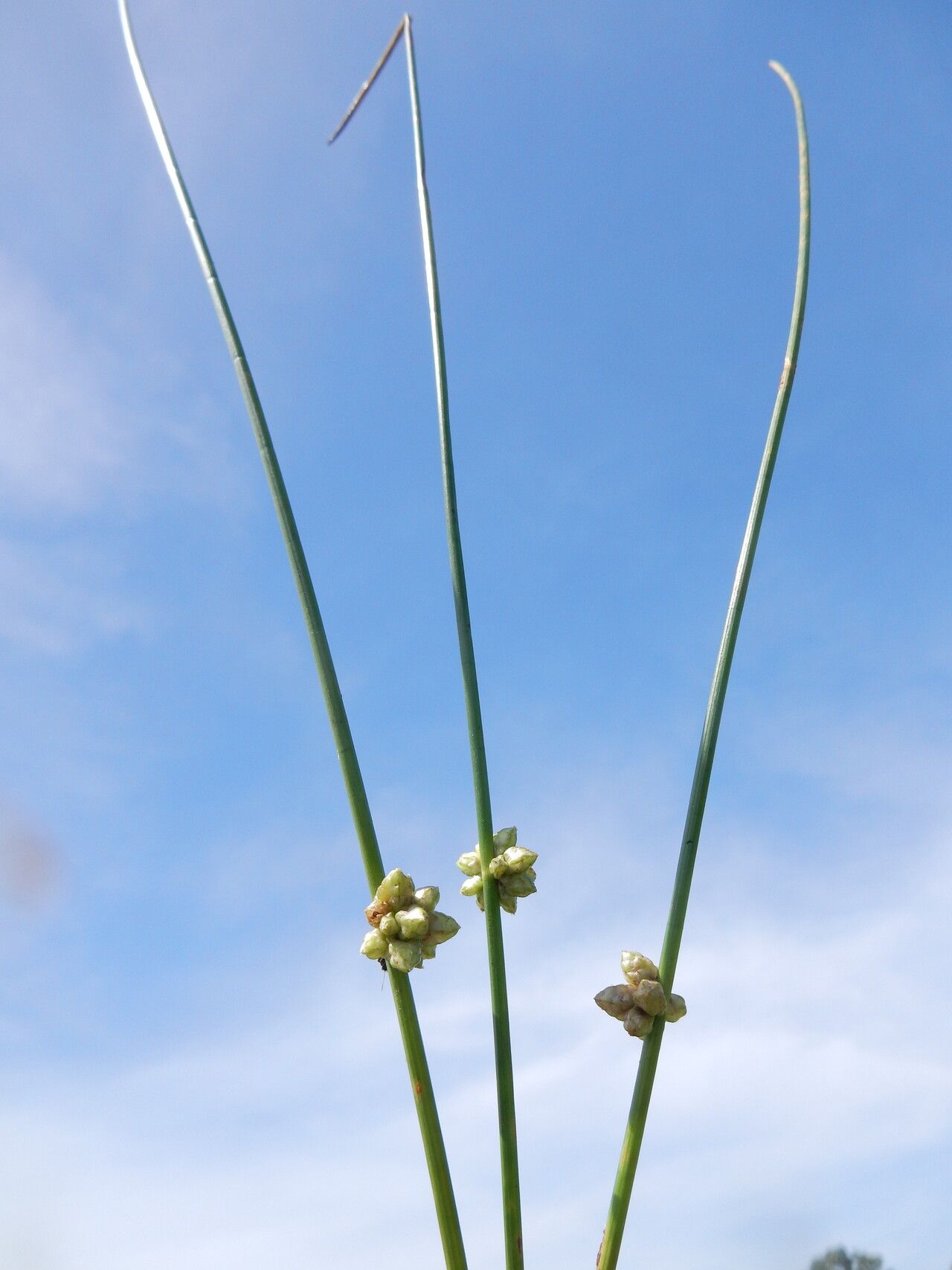 Schoenoplectiella juncea flower
