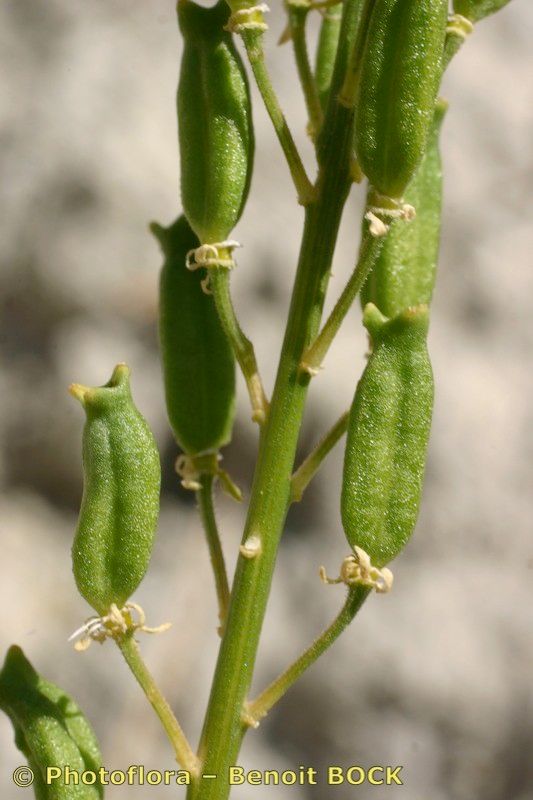 Reseda lanceolata fruit