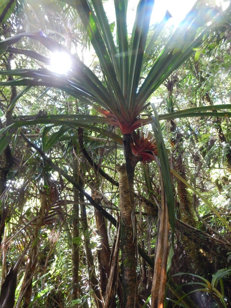 Pandanus aragoensis — houseplant care guide