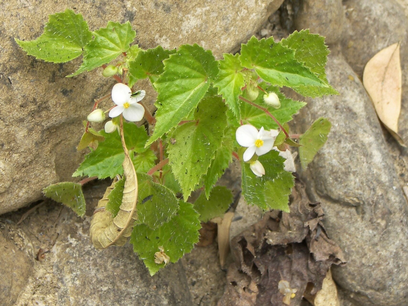 Begonia wallichiana — houseplant care guide