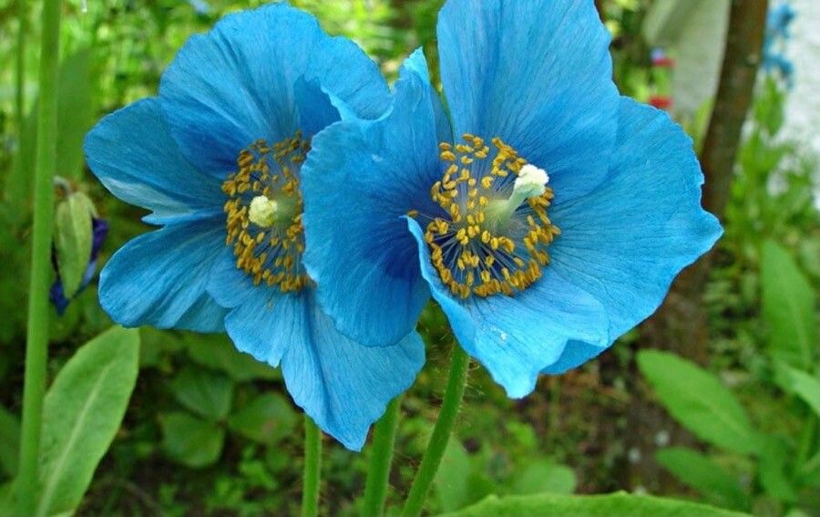 Meconopsis grandis flower