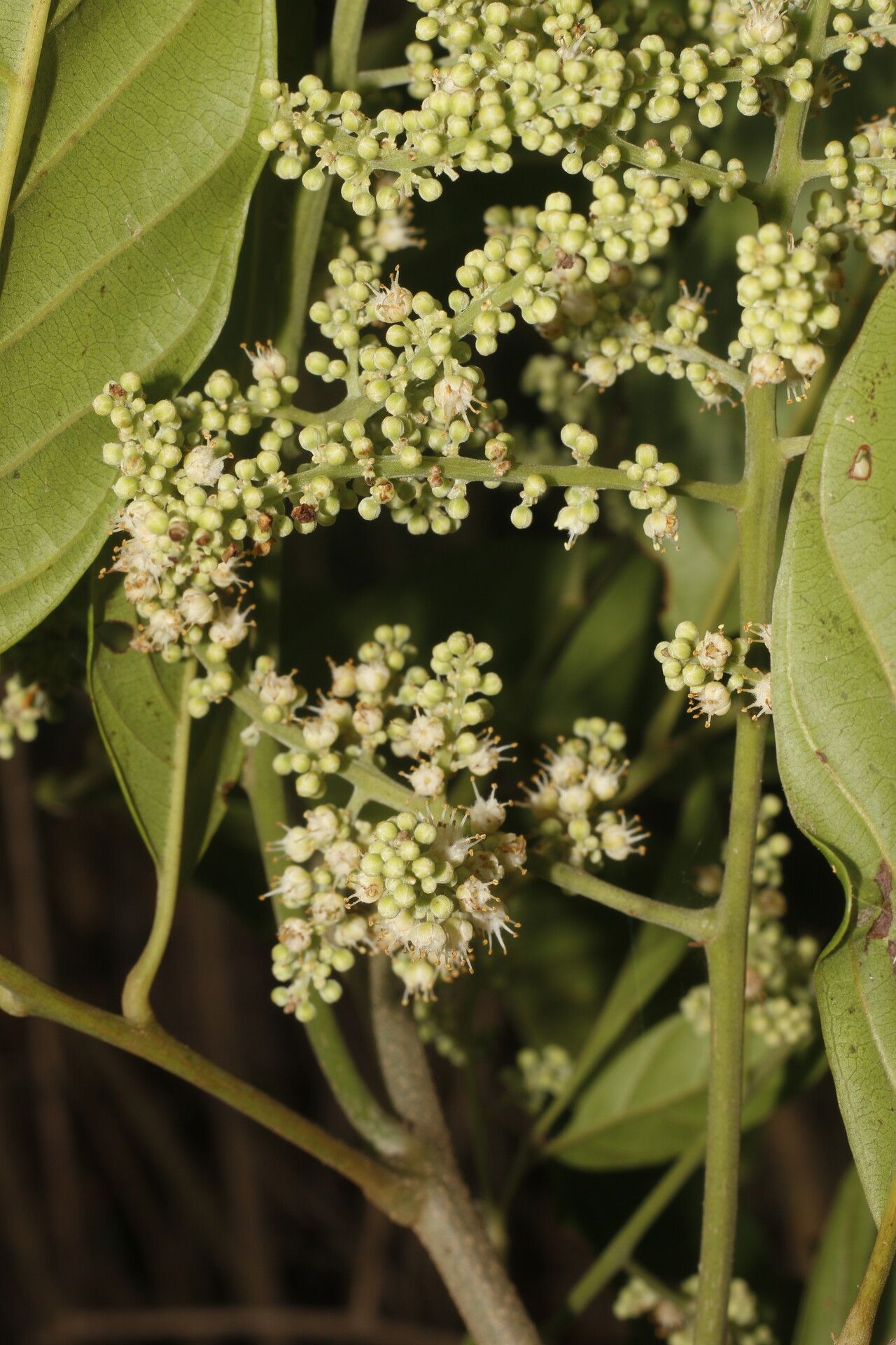 Matayba clavelligera fruit