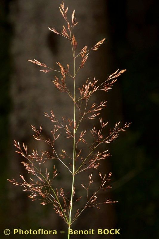 Agrostis marysae-tortiae — houseplant care guide