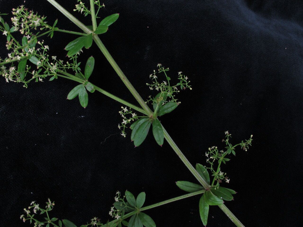 Galium asperifolium habit