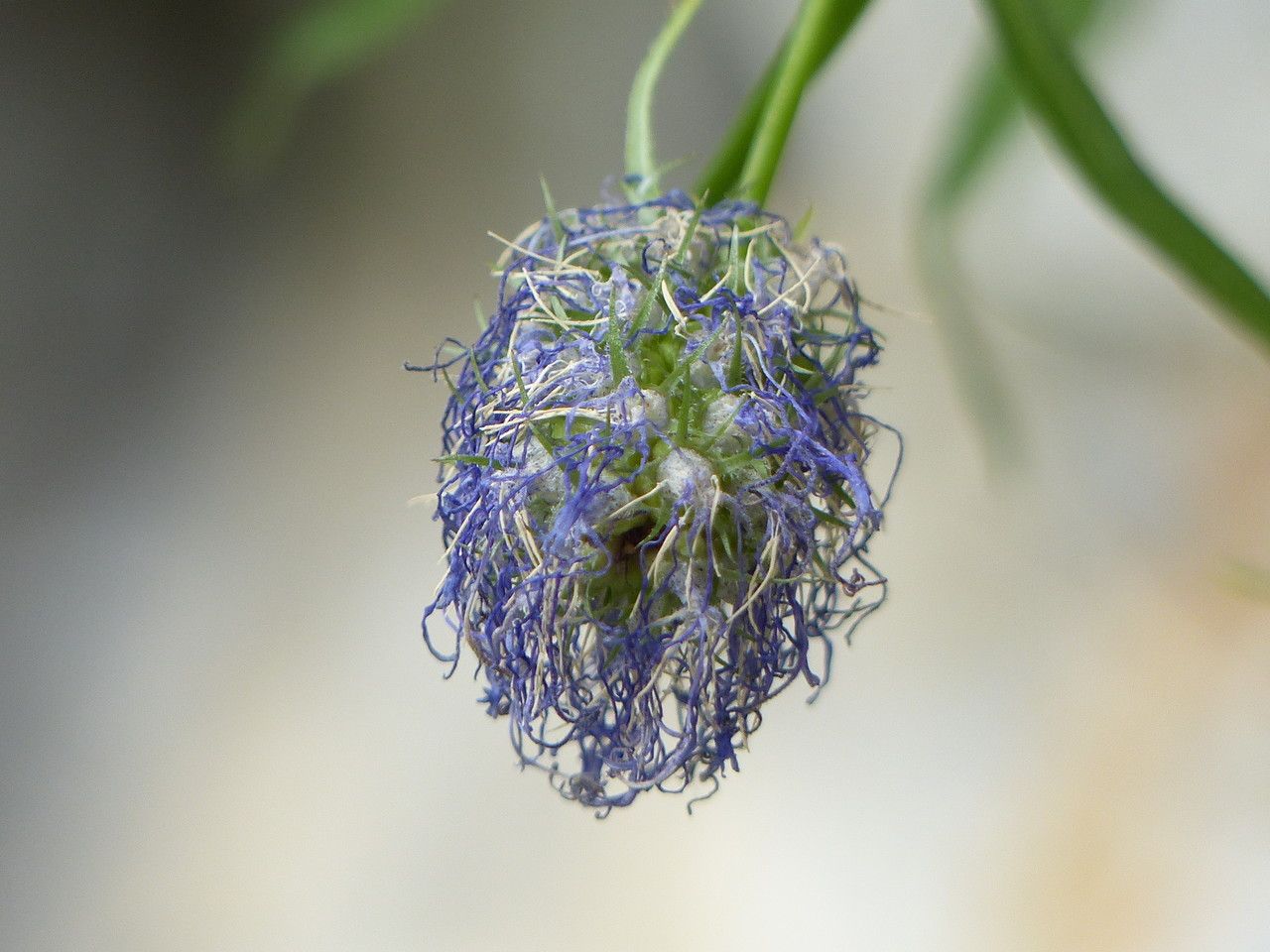 Phyteuma charmelii flower