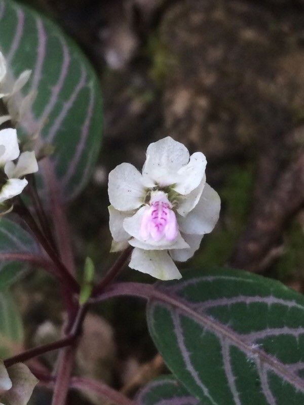 Justicia haplostachya flower